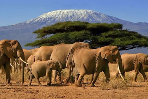 kenya tanzania safaris